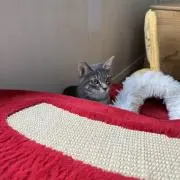 ぽれの画像