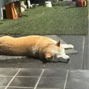 tetsuyanboの画像
