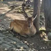 シカの画像