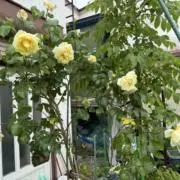 マミマミ