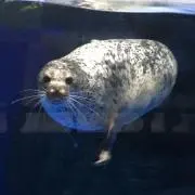 ロロの画像