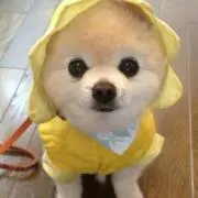 てつにゃんの画像