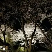 YUPARIの画像