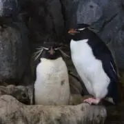白い獅子の画像