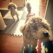 やすみんの画像