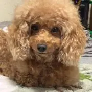 irieの画像