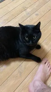 ザオ陸の画像