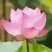 レイ♡天然石販売の画像