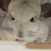 つんつん