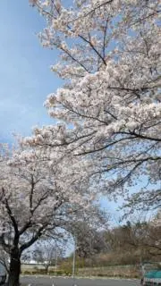 310の画像