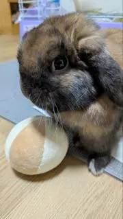 らいクン 24時間以内発送の画像