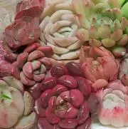Denpopo(≡^.^≡)♪の画像
