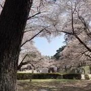porunuの画像