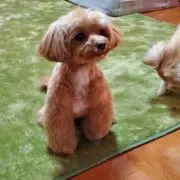 まるなの画像