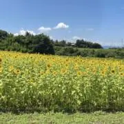 ぱぺの画像