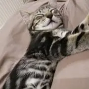 ミック