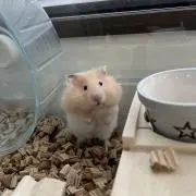 キンジローの画像