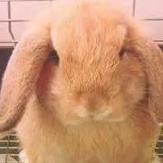 ピノノの画像