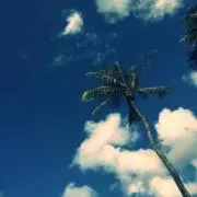 Loulouの画像