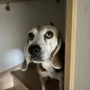 さな ビー子