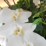 おべんとうの画像