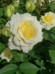 ともの画像