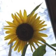 あきの画像