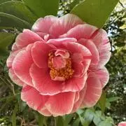 ラディッシュの画像
