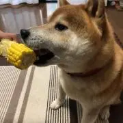 なべの画像