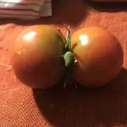 はりゅの画像