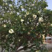 ねーこの画像