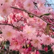 ナナティ