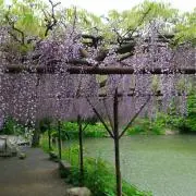 しおんの画像