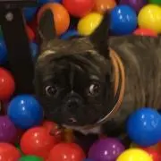 たまちゃん