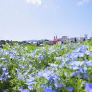 ひとみの画像