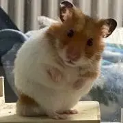 ヨッシー龍虎