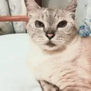 YOSHI