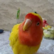 きーの画像