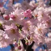 あいりの画像