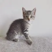 h.y