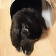 くろちゃんの画像