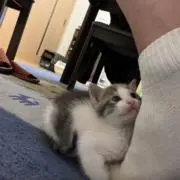 メルメルくんの画像
