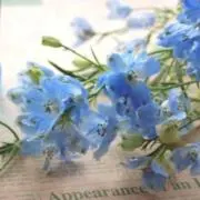 sakiの画像