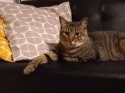 Bububuの画像