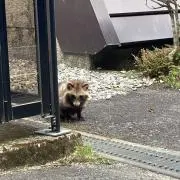 mocaの画像