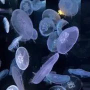 どーなつの画像