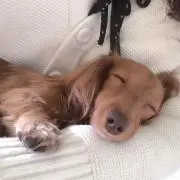Pockyの画像