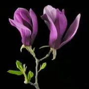Magnolia