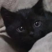 くろねこ@