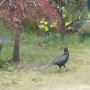 ホワイティ